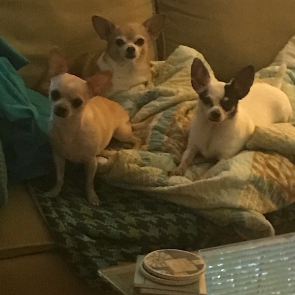 Meet your Posher, Lisa - Picture 2 of 13